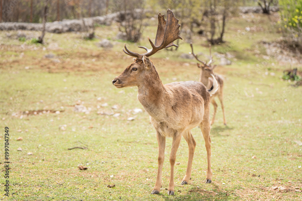 Fototapeta premium Red Deer Stag Standing in Meadow with Antlers in Soft Natural Light