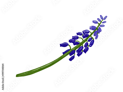 Hand drawn vintage sketch of muscari grape hyacinth flower branch with blue blossoms in botanical engraving illustration
