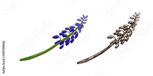 Hand drawn vintage sketch of muscari grape hyacinth flower branch set with color and monochrome botanical illustration