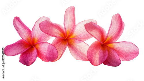 Konstfotografi Vibrant pink and orange Plumeria flowers with delicate petals