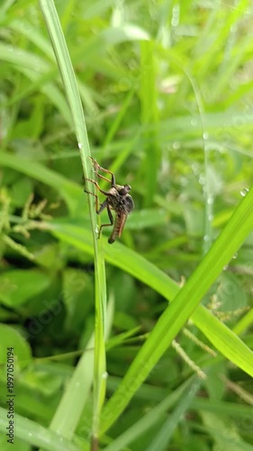 macro photo of robber fly (asilidae) on a leaf, predator of other insects
