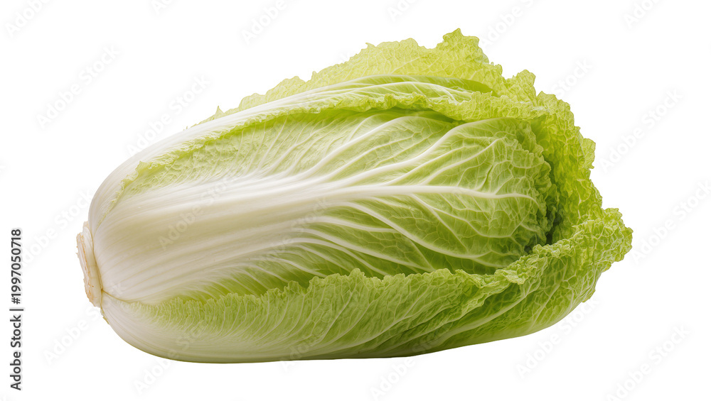 Obraz premium Crisp green and pale Napa cabbage head with ruffled leaves