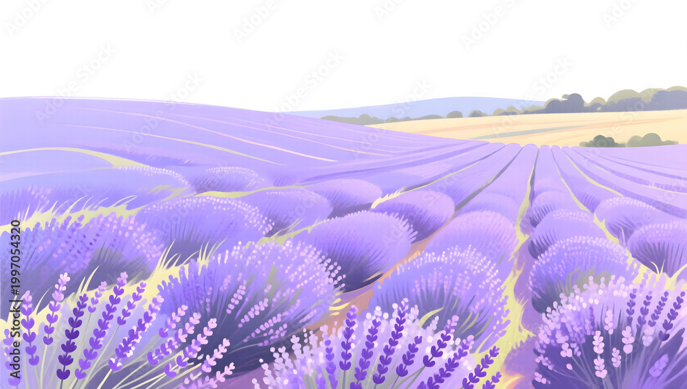 Obraz premium Lavender fields in summer showing romantic and charming views