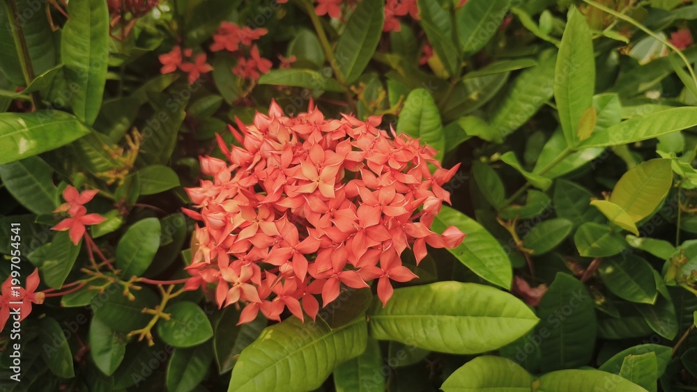 Fototapeta premium Close up of bouquet Beautiful Pink Orange Bunga Soka or Asoka or King Ixora flower chinensis blooming in garden. Red spike flower, Rubiaceae,