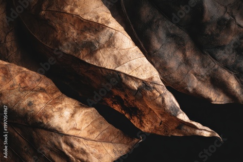 Close-up Macro Shot of Dry Brown Autumn Leaves Detailed Texture with Golden Sunlight Highlighting Veins and Edges Against a Dark Moody Background