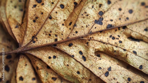 Close up of a dry brown autumn leaf with dark spots and visible veins showing natural texture and intricate patterns illuminated by soft light, a detailed macro view of seasonal foliage with organic