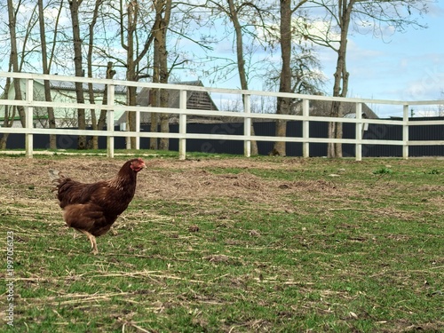 Tableau sur toile A brown free-range hen walking on green grass in a rural farm yard with a white wooden fence, bare trees and village buildings visible in the background