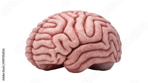 Fényképezés Detailed human brain anatomy with complex convolutions and pinkish hue