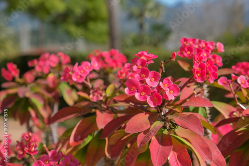 Christusdorn (Euphorbia milii)