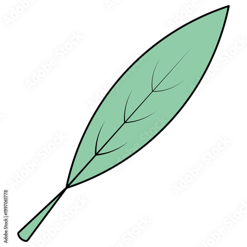 Pointed green leaf. Elongated tree branch with veins. Color vector illustration. Isolated on white background.  Web design idea.