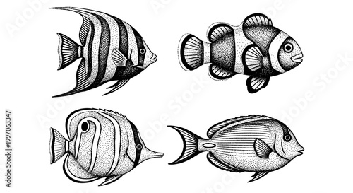 Collection of four distinct marine fish species in a minimalist black and white illustration