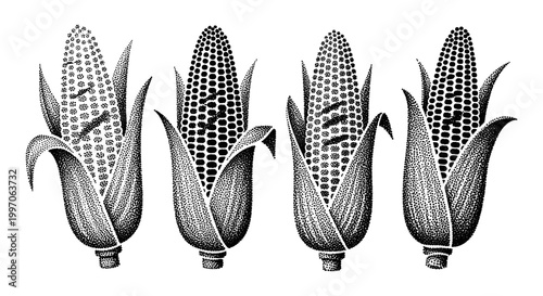 Four stippled corn cobs with husks peeled back, presented in a row