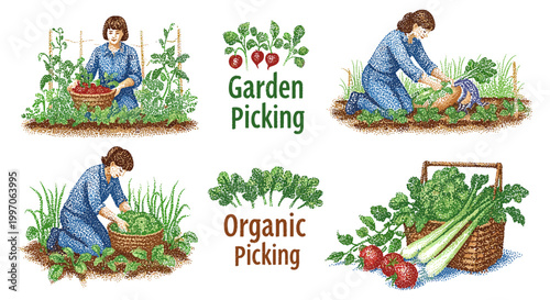 Woman harvesting fresh vegetables and fruits from a garden in a rustic style