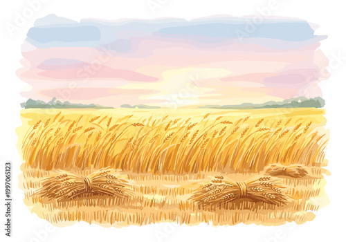 Golden wheat field at sunset with harvested sheaves ready for collection