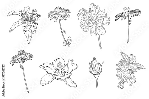 Lily, daisy, Black-eyed Susan, rose, peony, magnolia and carnation flower set in detailed line art style. Collection of blooming flowers isolated, perfect for floral design, packaging, invitations