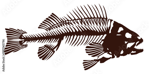 Skeleton of big predatory sea fish.