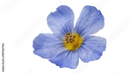 Delicate Blue Flower with Yellow Stamens and Petals