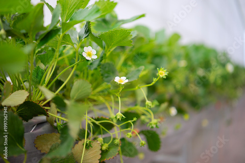 Strawberry at vegetable production greenhouse.