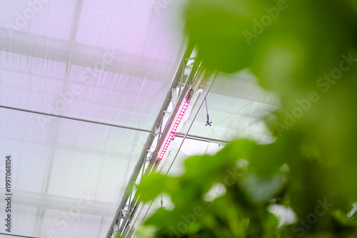 Strawberry at vegetable production greenhouse.