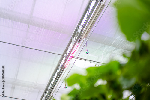 Strawberry at vegetable production greenhouse.