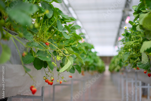 Strawberry at vegetable production greenhouse.