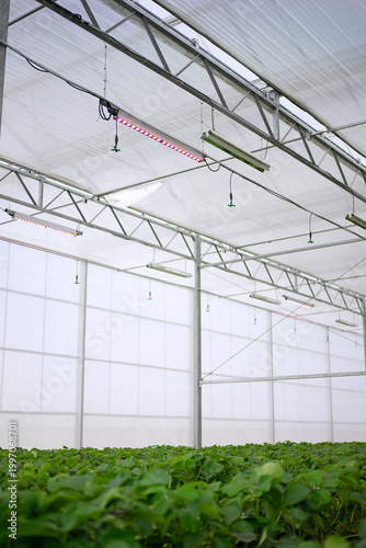 Strawberry at vegetable production greenhouse.