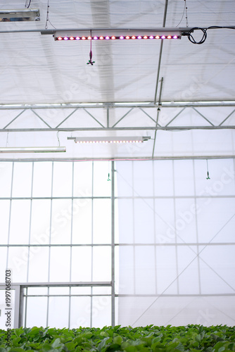 Strawberry at vegetable production greenhouse.