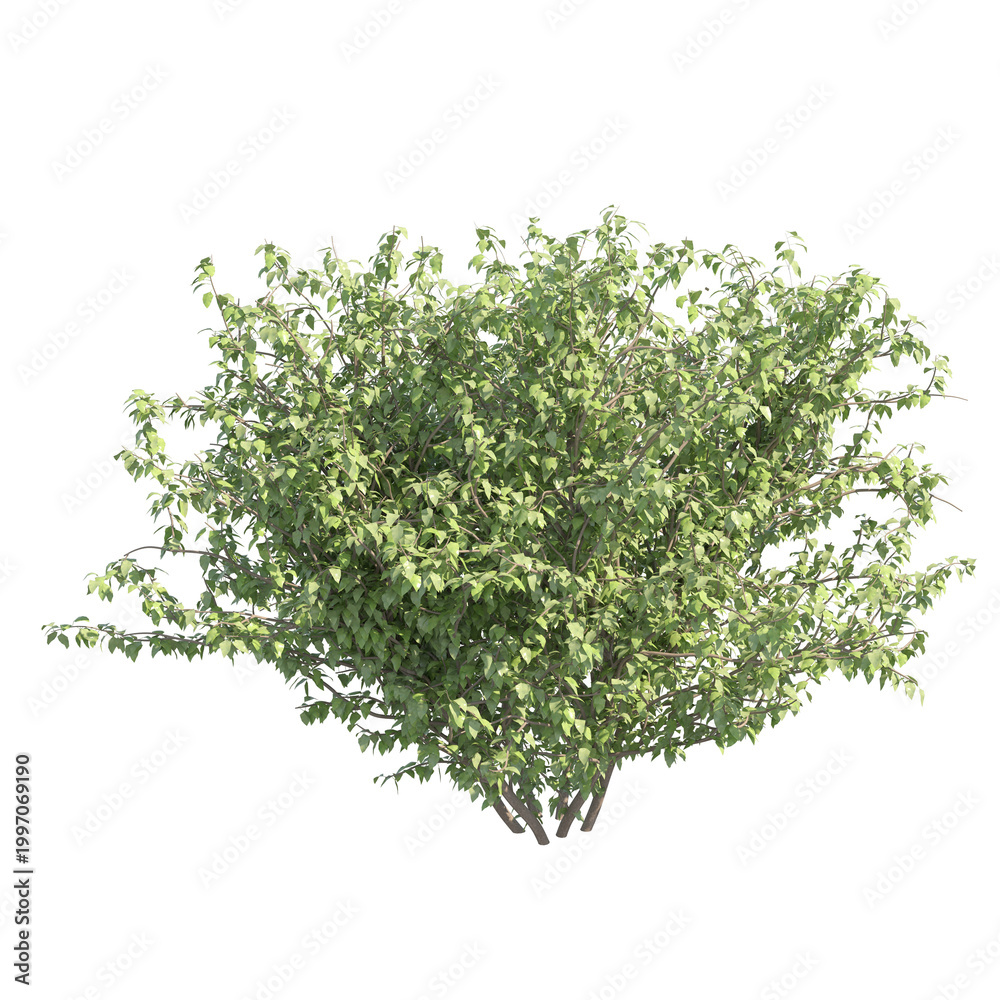 Obraz premium Lilac bush without flowers isolated transparent background 3d rendering PNG 16 bit with alpha channel 