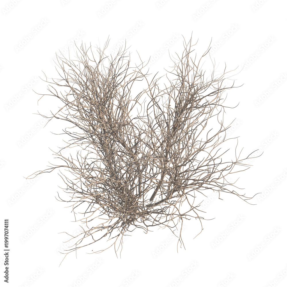 Fototapeta premium Lilac bare bush top view isolated transparent background photo realistic 3d rendering PNG 16 bit with alpha channel 