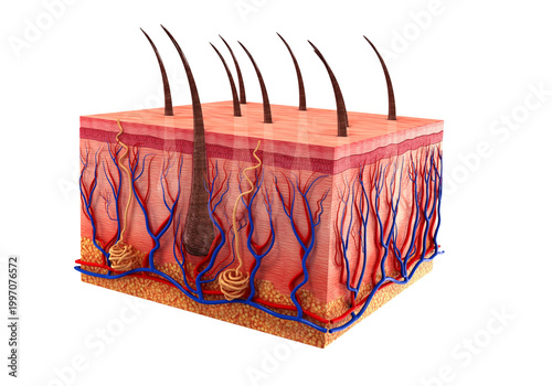 Bild auf Leinwand 3D human skin tissue with multiple hair shafts and blood supply, dermatology cro