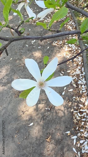White magnolia flower blooming on a branch in the park, vertical video. Static shot