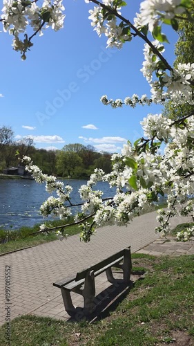 White blossom branches overhanging a park bench and river under a blue sky. Static shot. Vertical video.