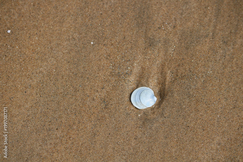 Seashell on sandy beach culose-up texture.