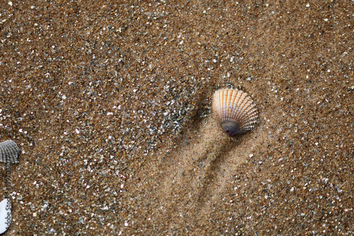 Seashell on sandy beach culose-up texture.
