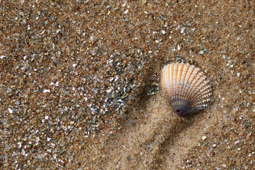 Seashell on sandy beach culose-up texture.