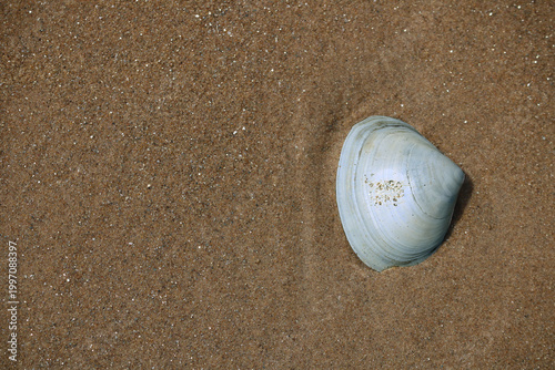 Seashell on sandy beach culose-up texture.