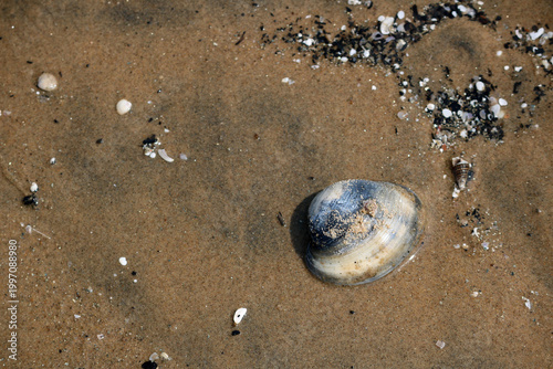Seashell on sandy beach culose-up texture.