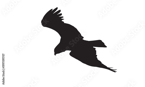 A vector illustration of a short-toed snake eagle (Circaetus gallicus) in flight with its wings spread.