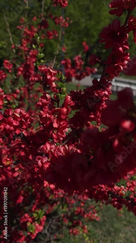 Vibrant red quince flowers blooming on branches in a sunny park. Static shot. Vertical video.