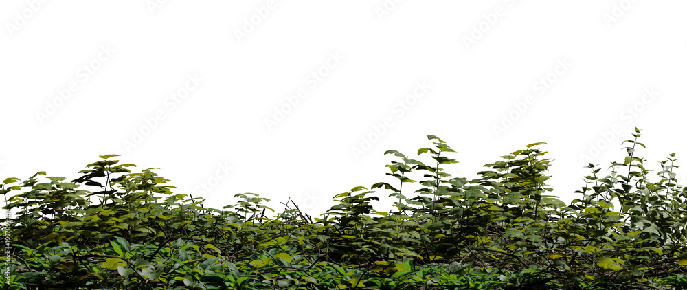 Obraz premium Tall plants and bushes grow densely in a wooded area under bright sunlight, creating a lush green landscape. scene shows no structures or people, focusing on nature. 3d render