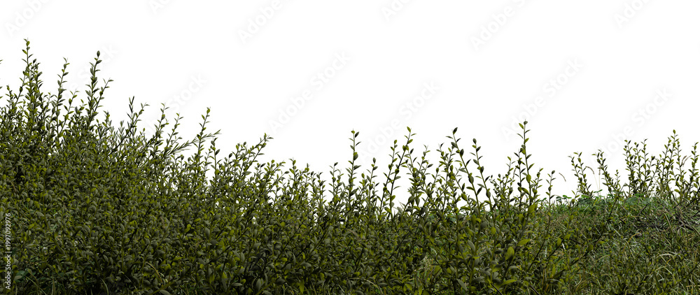Obraz premium Bushes are thriving in a rural location with a simple white background. This scene shows greenery during the day. plants appear healthy and vibrant. 3d render