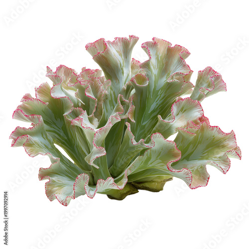 Green and white curly lettuce with red edges