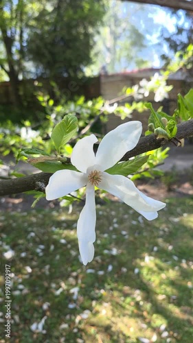 White star magnolia flower blooming on a branch in a sunny garden. Static shot. Vertical video.