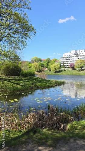 Sunny lakeside park with a large tree casting shadows on green grass and lily pads in blue water. Static shot. Vertical video.