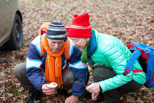 Older couple enjoys mushroom foraging on a fall day in the forest while dressed for outdoor adventure