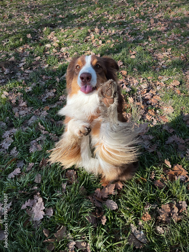 Australian shepherd dog sitting on grass with fallen leaves, playful pose and friendly pet portrait concept.