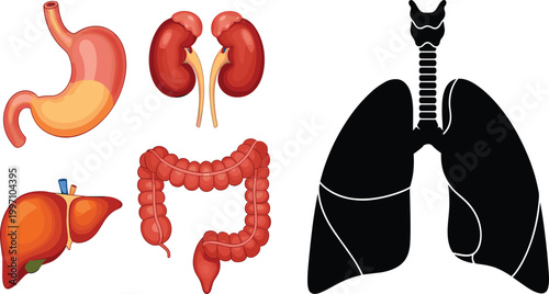 Human Organs Illustration Set Featuring Stomach, Kidneys, Liver, Intestines and Lungs Anatomy for Medical, Healthcare and Biology Education Design.
