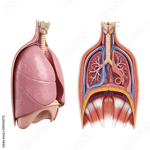 Anatomical Illustration of the Human Respiratory System, Highlighting Lungs, Trachea, and Diaphragm