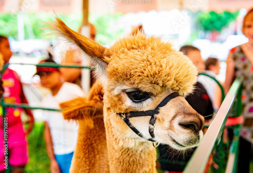 Fotografie A golden brown alpaca wearing a halter looks toward the camera in a close-up portrait taken at a summer county or state fair, its fluffy distinctive face perfectly at home
