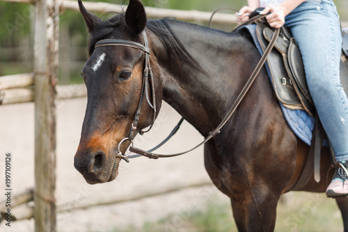 Foto Side view of a dark bay horse head with a bridle, being ridden by a person in bl